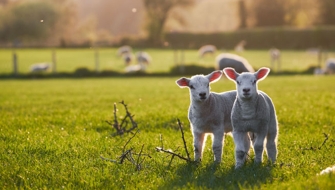  Fröhlichen Frühling Lamm